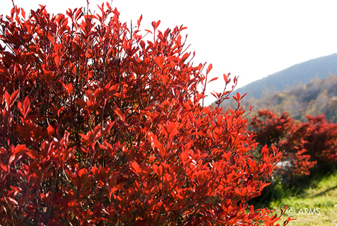 紅葉