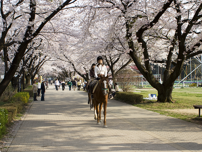 さくらと馬