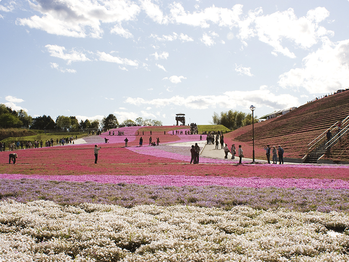 芝桜