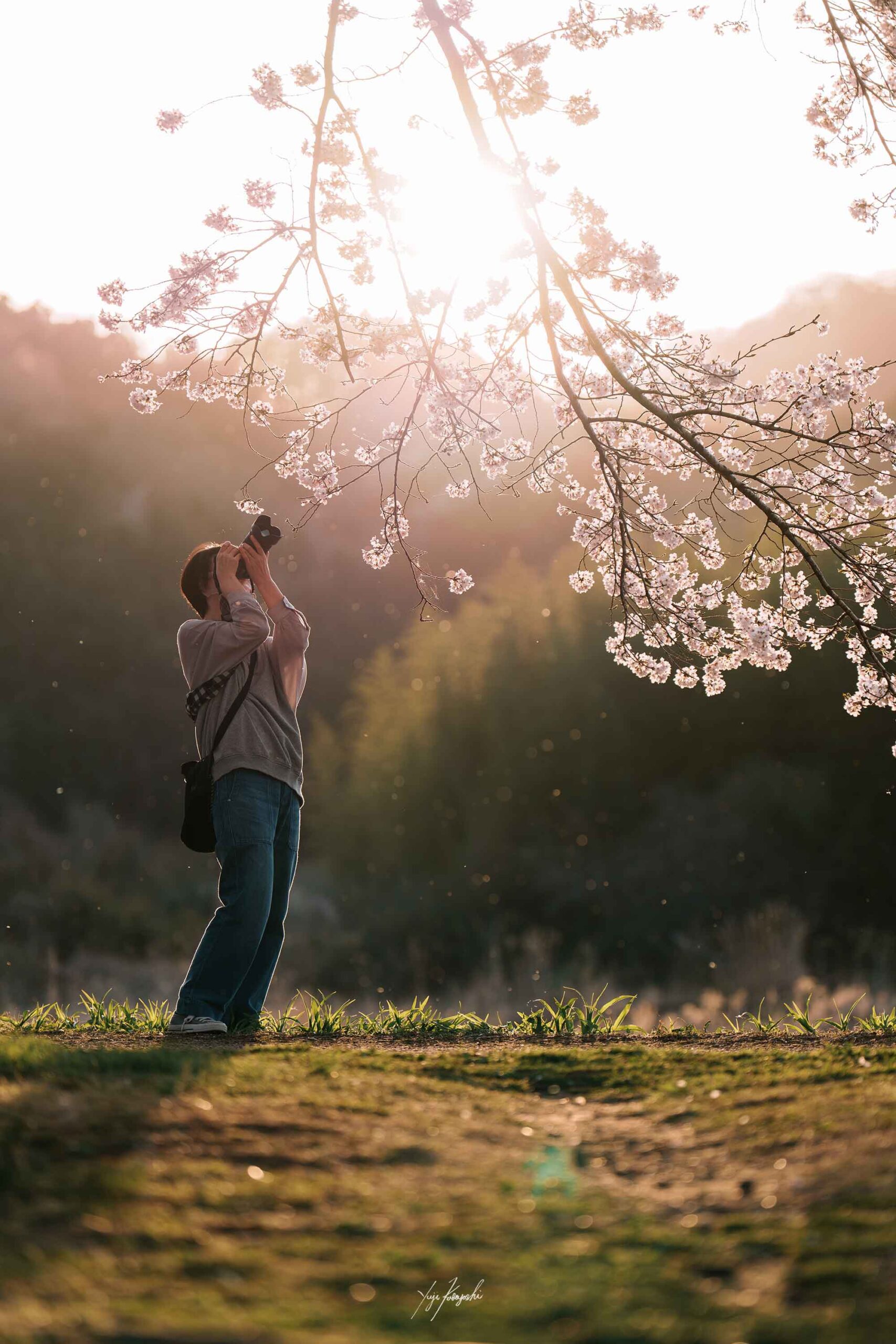 桜と、君と、また来年も