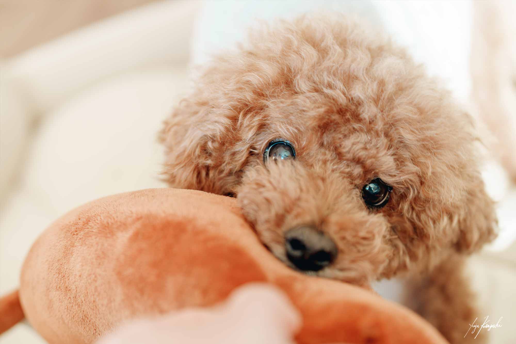 愛犬 ルーク「もっと遊ぼ！」